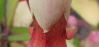 せいろんべんけい