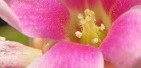 ごれんし（花）